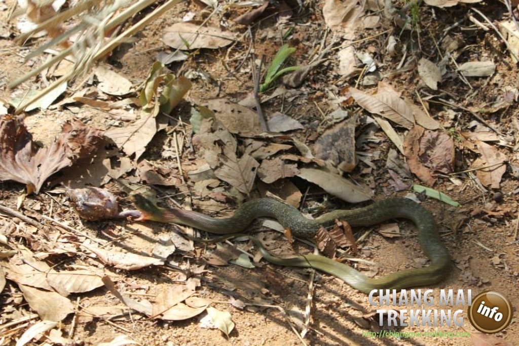 3-days/2-nights Trekking Tour | Chiang Mai Trekking | The best trekking in Chiang Mai with Piroon Nantaya